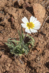 Layia platyglossa