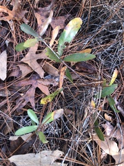 Quercus incana