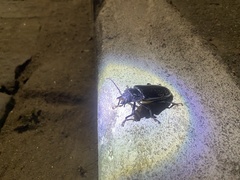 Mallodon spinibarbis