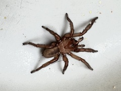 Myrmekiaphila comstocki