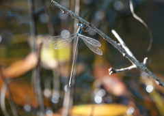 Lestes tenuatus