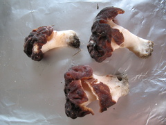 Gyromitra esculenta