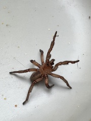 Myrmekiaphila comstocki