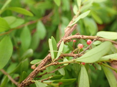 Phyllanthus myrtifolius