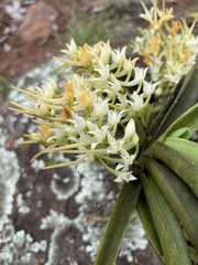 Cyrtorchis arcuata