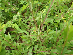 Phyllanthus myrtifolius