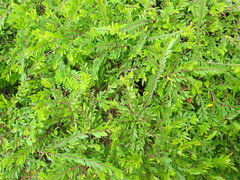 Phyllanthus myrtifolius