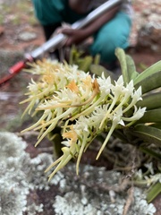 Cyrtorchis arcuata