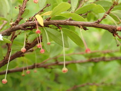 Phyllanthus myrtifolius