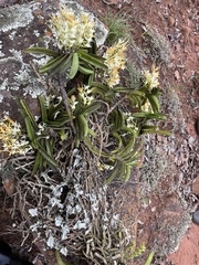 Cyrtorchis arcuata