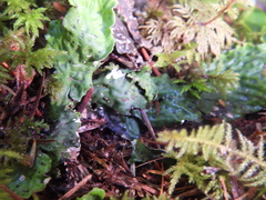 Peltigera britannica