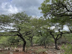 Brachystegia spiciformis