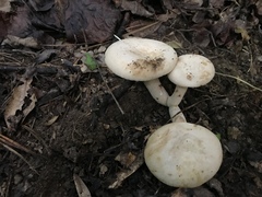 Lactarius subplinthogalus