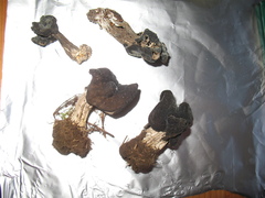 Helvella lacunosa