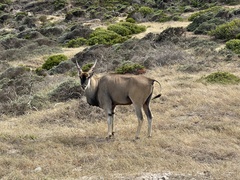 Tragelaphus oryx oryx