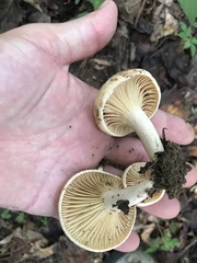 Lactarius subplinthogalus