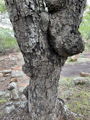 Brachystegia spiciformis