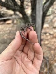 Lygodactylus stevensoni