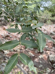 Brachystegia spiciformis