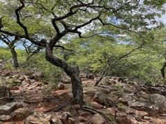 Brachystegia spiciformis