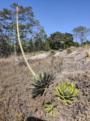 Agave horrida horrida