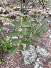 Brachystegia spiciformis