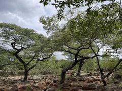 Brachystegia spiciformis