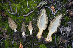 Morchella sextelata