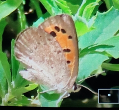 Lycaena clarki