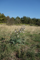 Asphodelus ramosus