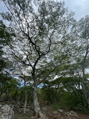 Brachystegia spiciformis