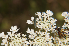 Oedemera