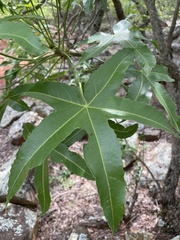 Cussonia natalensis