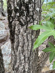 Cussonia natalensis