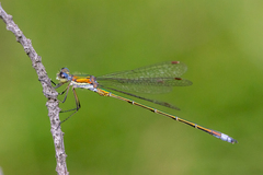 Lestes virens