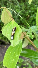 Papilio clytia clytia