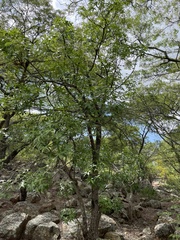 Cussonia natalensis