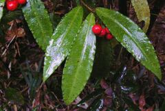 Ardisia crenata