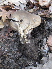 Helvella acetabulum