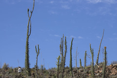 Fouquieria columnaris