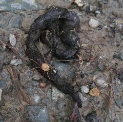 Rilaena triangularis