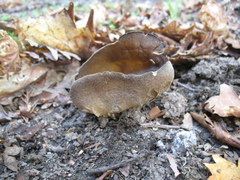 Helvella acetabulum