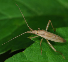 Stenodema calcarata