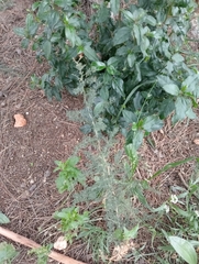 Asparagus acutifolius