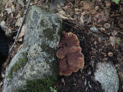 Trichaptum fuscoviolaceum