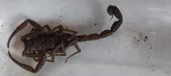 Tityus obscurus