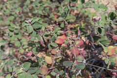 Euphorbia tomentulosa