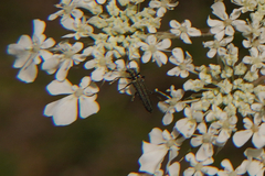 Oedemera
