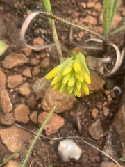 Eulophia leontoglossa