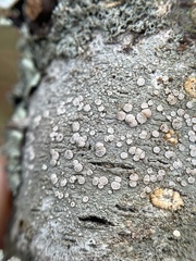 Lecanora caesiorubella